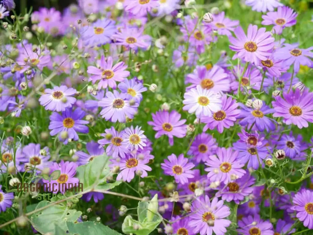 Brachycome Brachy Blue (Swan River Daisy) Seeds – Grow Beautifully With These Charming Additions