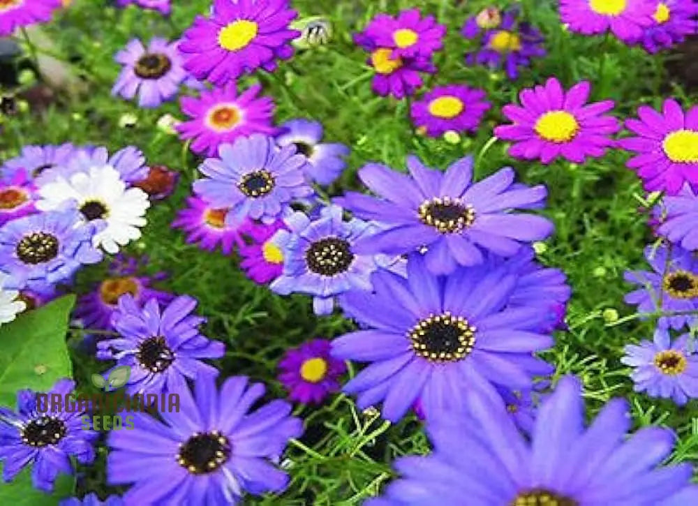 Brachycome Brachy Blue (Swan River Daisy) Seeds – Grow Beautifully With These Charming Additions