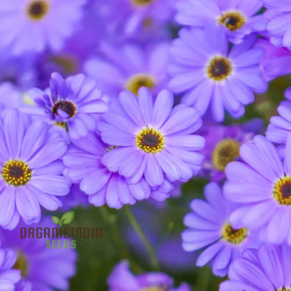 Brachycome Brachy Blue (Swan River Daisy) Seeds â€“ Grow Beautifully With These Charming Additions