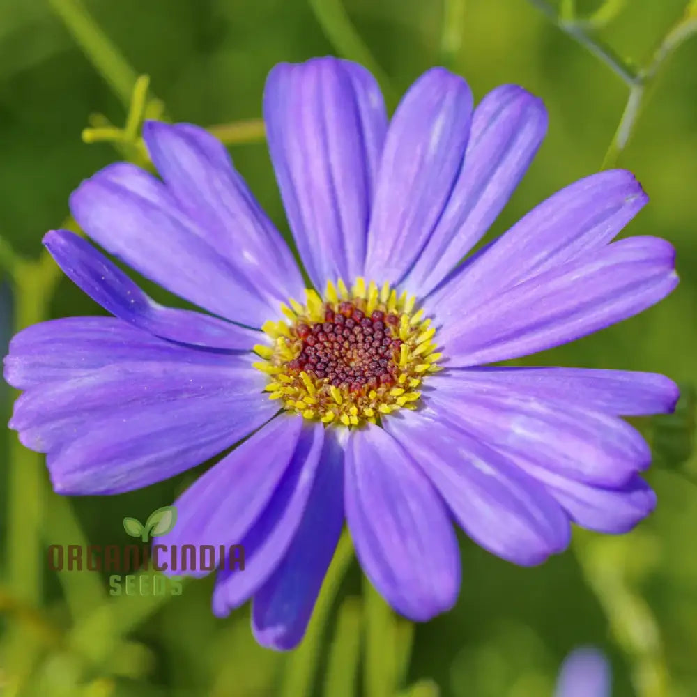 Brachycome Brachy Blue (Swan River Daisy) Seeds – Grow Beautifully With These Charming Additions