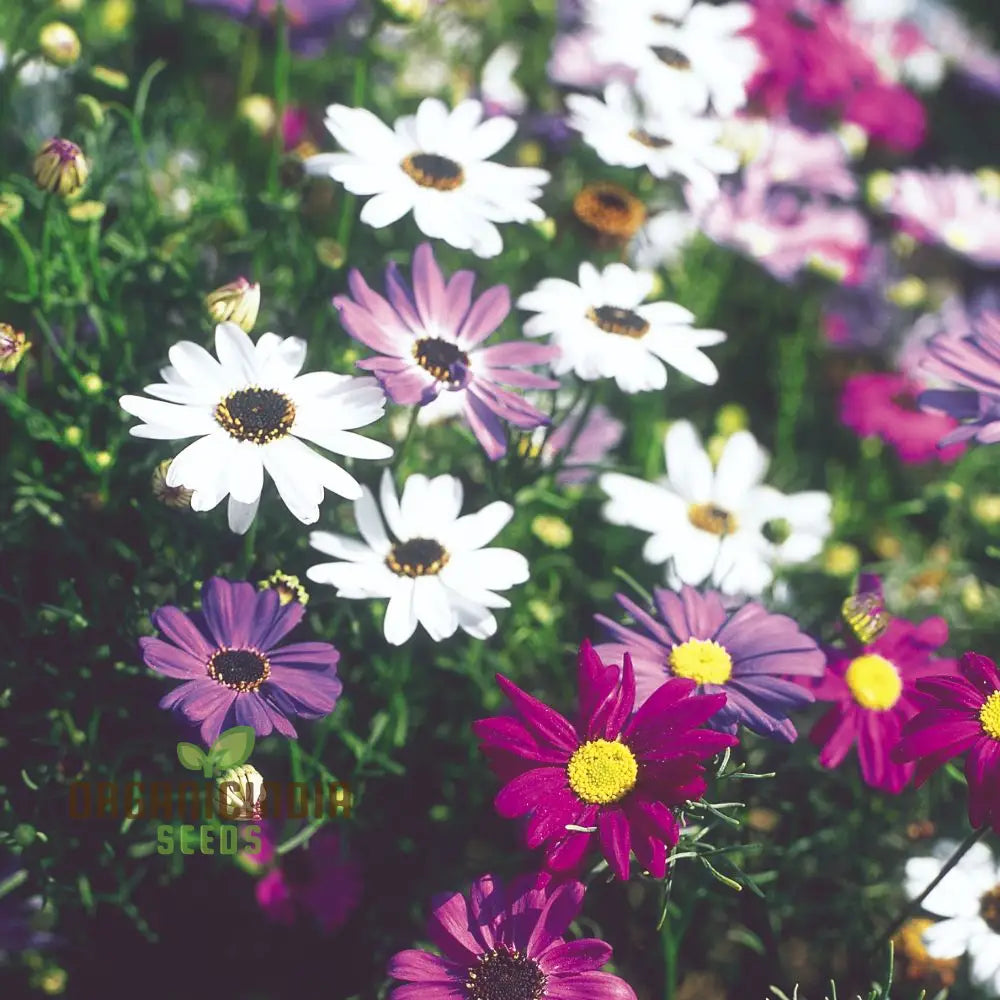 Brachycome Iberidifolia Mixed Seeds For Your Garden - Enhance Gardening Experience With A Variety