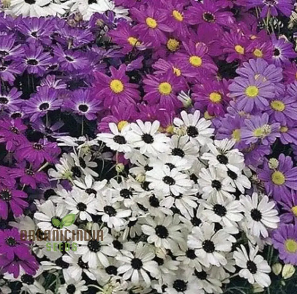 Brachycome Iberidifolia Mixed Seeds For Your Garden - Enhance Gardening Experience With A Variety