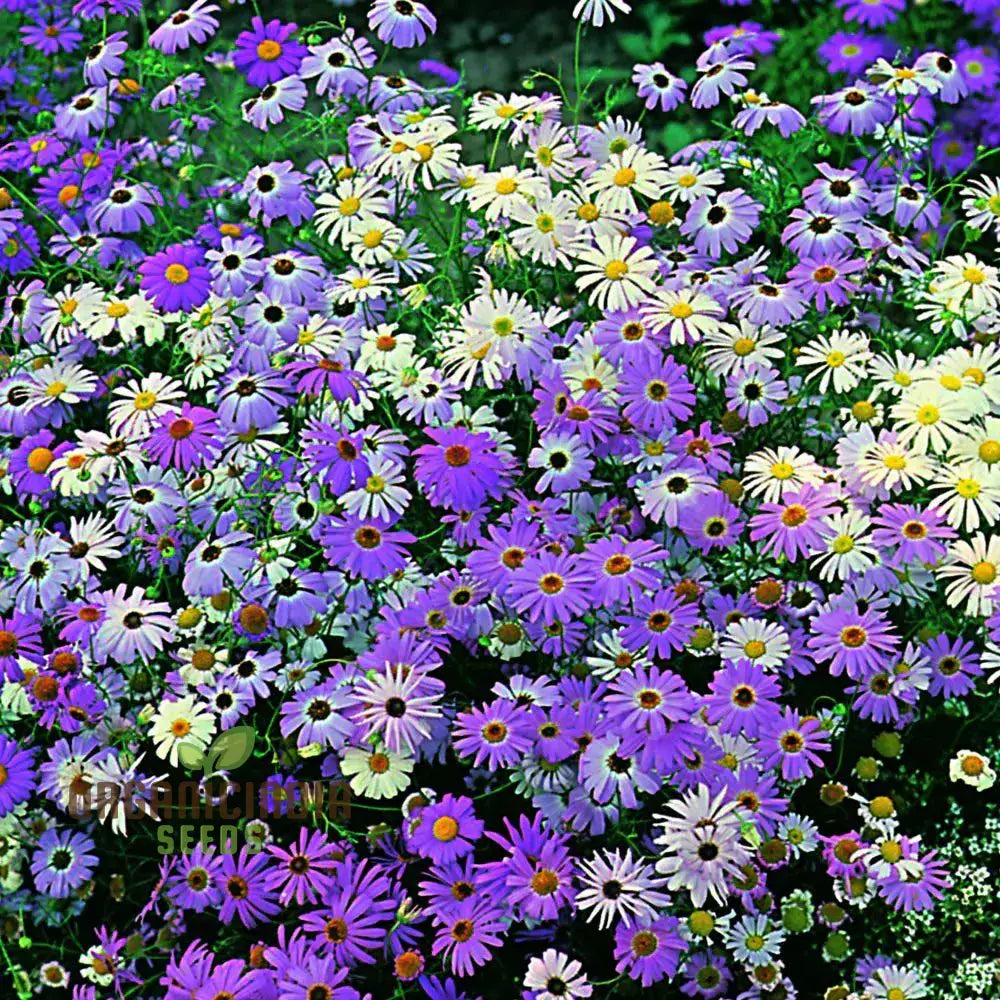 Brachycome Iberidifolia Mixed Seeds For Your Garden - Enhance Gardening Experience With A Variety