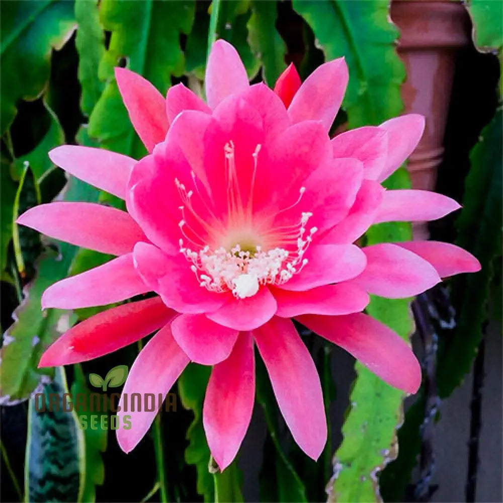 Brahma Kamal Flower Plant Seeds (Queen Of The Night) Saussurea Obvallata For Home Garden Lawn -