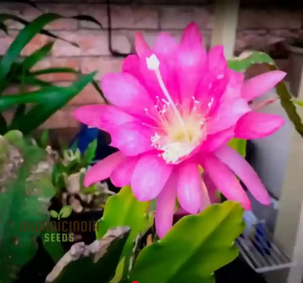 Brahma Kamal Flower Plant Seeds (Queen Of The Night) Saussurea Obvallata For Home Garden Lawn -