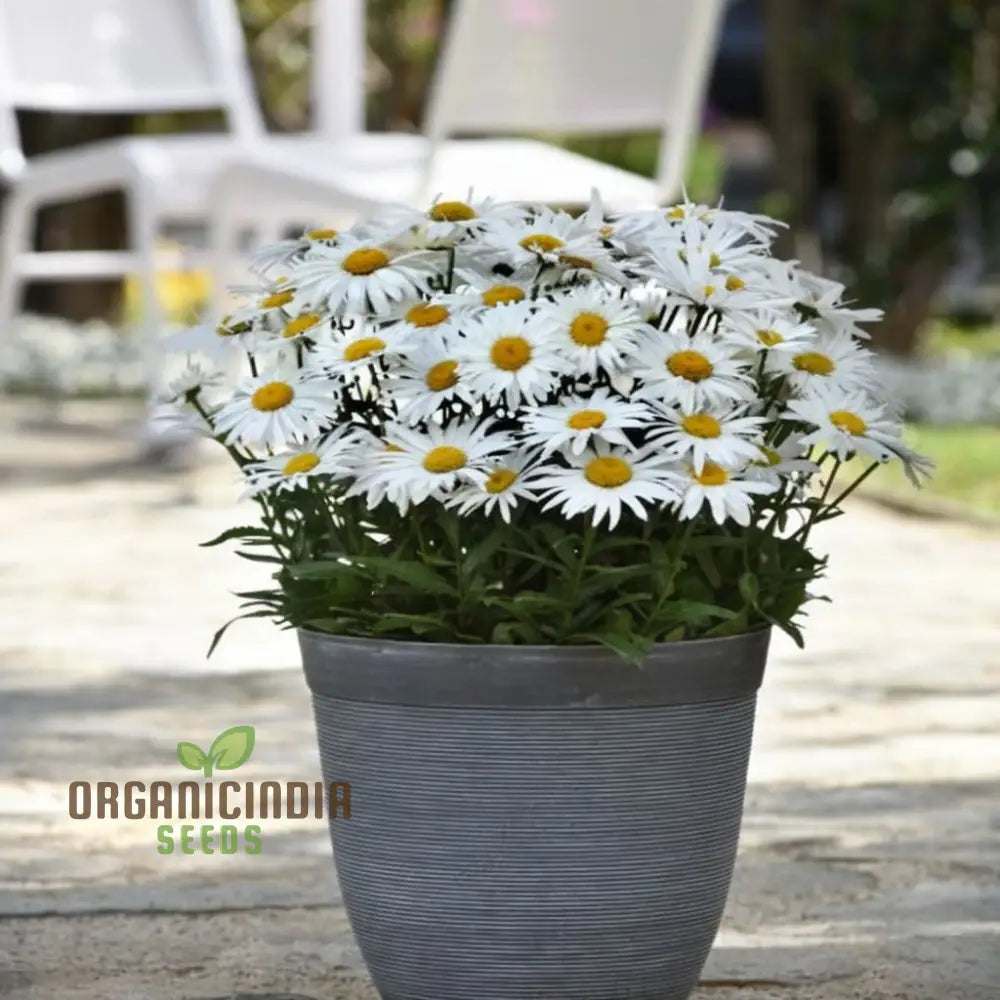 Brighten Your Garden White Leucanthemum Flower Seeds - Cheerful Blooms Await Perennials