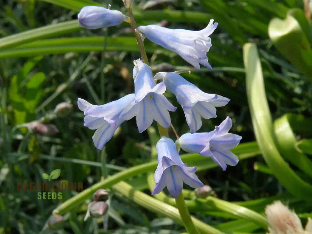 Brimeura Amethystina For Planting Grow Beautiful Flowers In Your Garden