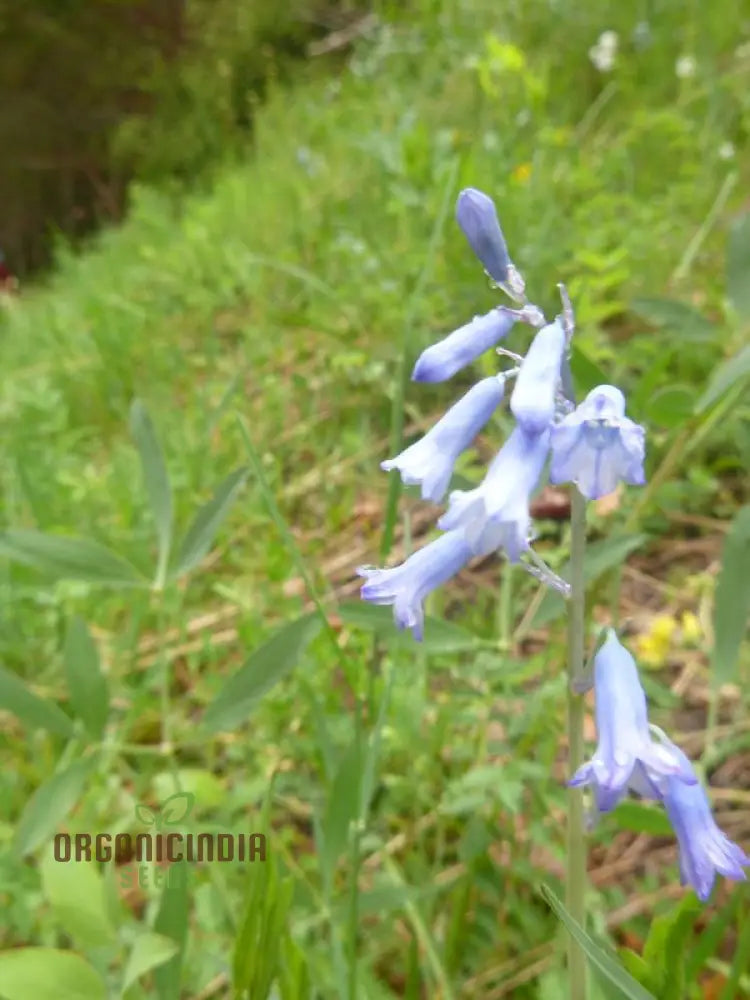 Brimeura Amethystina For Planting Grow Beautiful Flowers In Your Garden