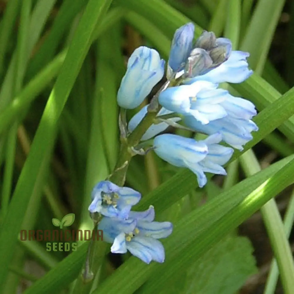 Brimeura Amethystina For Planting Grow Beautiful Flowers In Your Garden