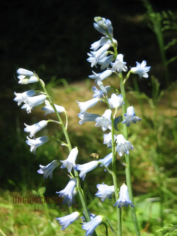 Brimeura Amethystina For Planting Grow Beautiful Flowers In Your Garden