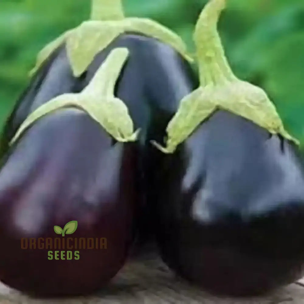 Brinjal F1 Crypton Kranti Vegetable Seeds - High-Quality For Bountiful Eggplant Harvests