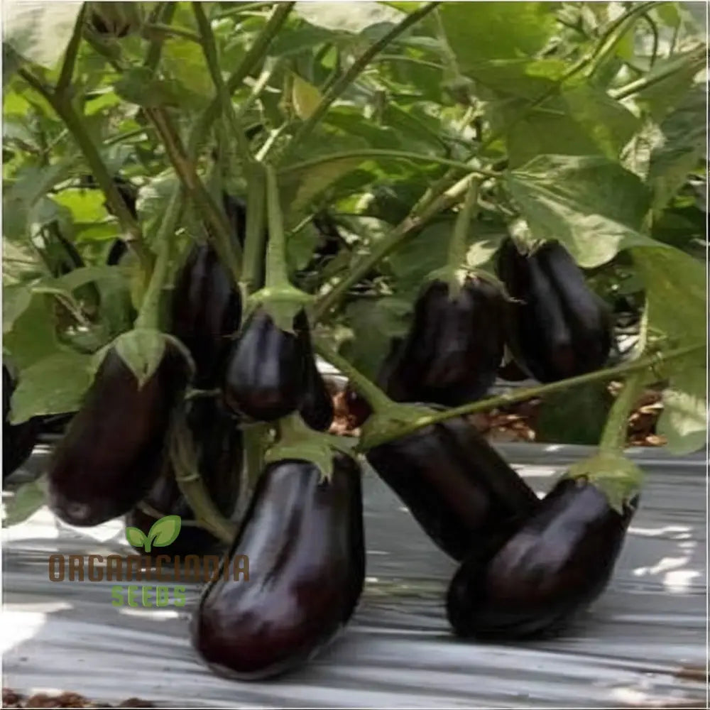 Brinjal F1 Crypton Kranti Vegetable Seeds - High-Quality For Bountiful Eggplant Harvests