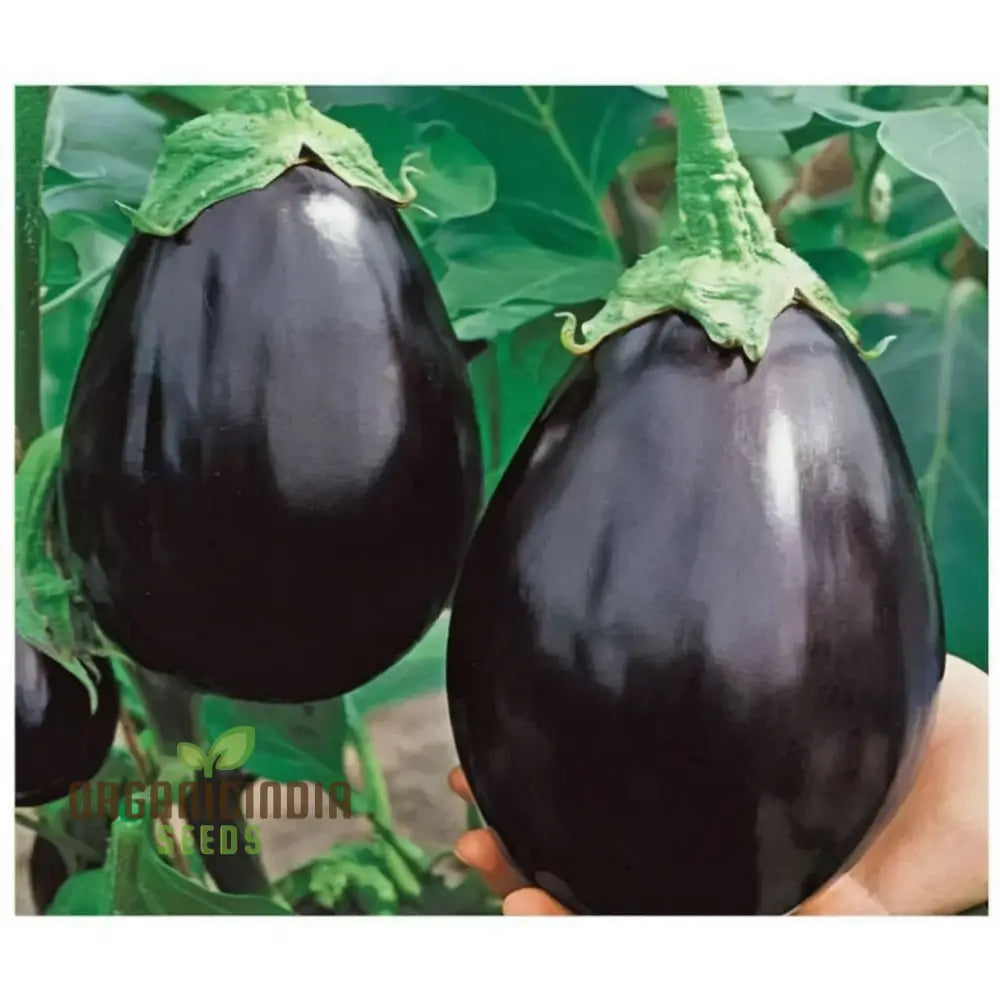 Brinjal F1 Crypton Kranti Vegetable Seeds - High-Quality For Bountiful Eggplant Harvests