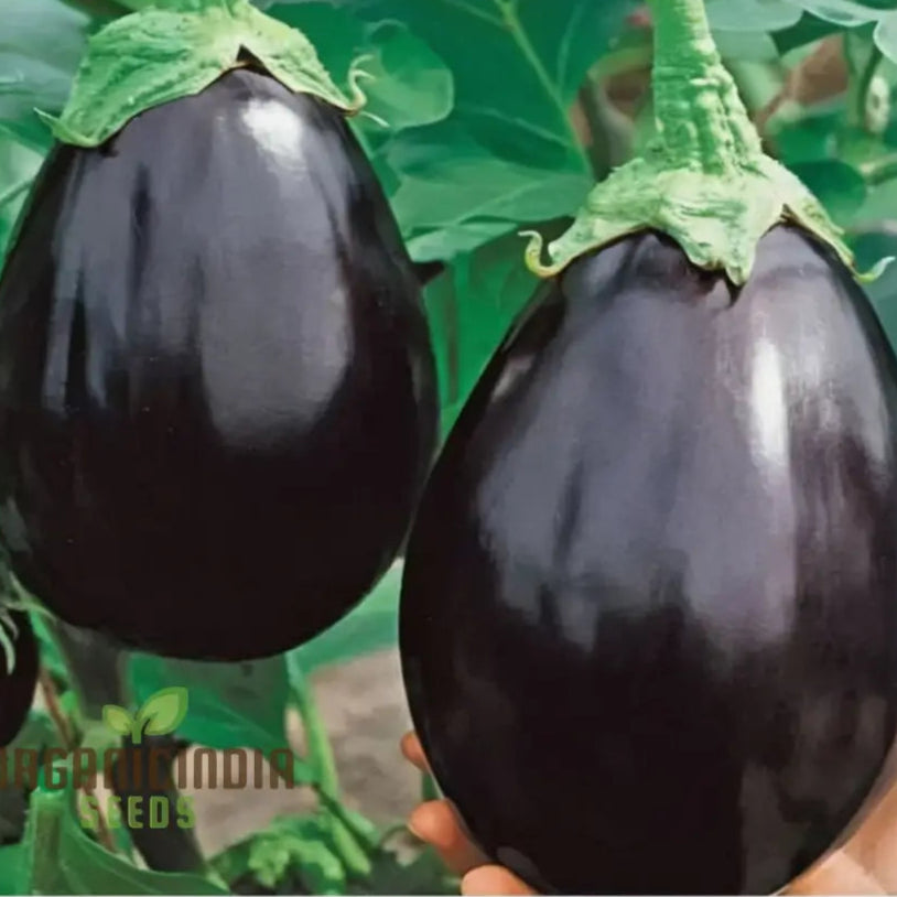 Brinjal F1 Crypton Kranti Vegetable Seeds - High-Quality For Bountiful Eggplant Harvests