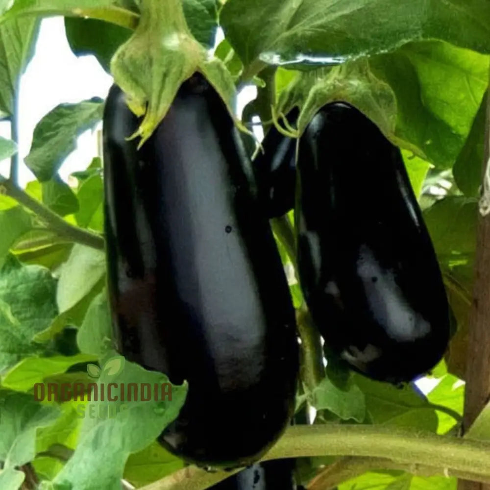 Brinjal F1 Crypton Kranti Vegetable Seeds - High-Quality For Bountiful Eggplant Harvests