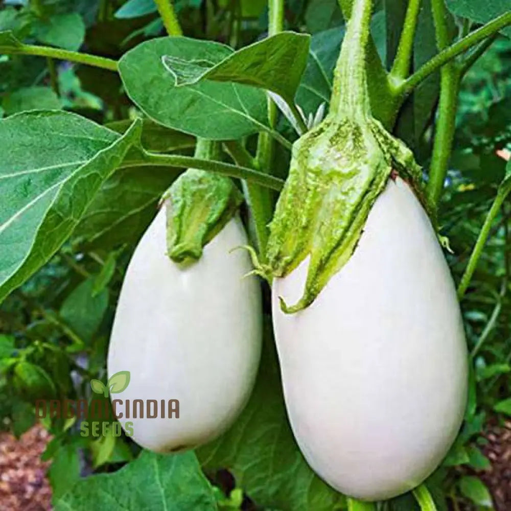 Brinjal F1 Hybrid White Vegetable Seeds - High-Yielding And Flavorful Eggplants