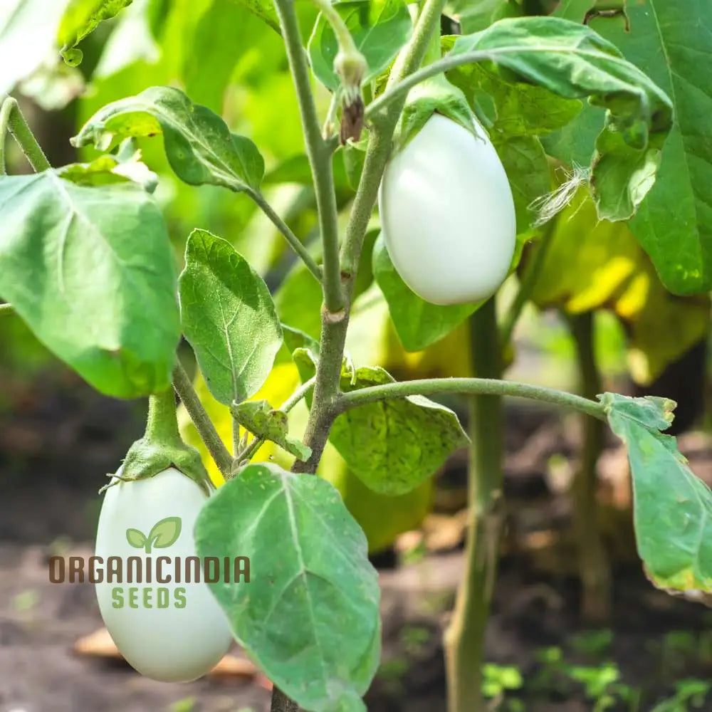 Brinjal F1 Hybrid White Vegetable Seeds - High-Yielding And Flavorful Eggplants