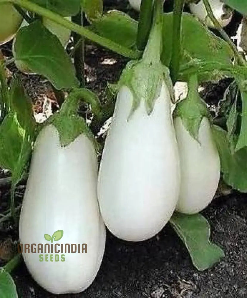 Brinjal F1 Hybrid White Vegetable Seeds - High-Yielding And Flavorful Eggplants