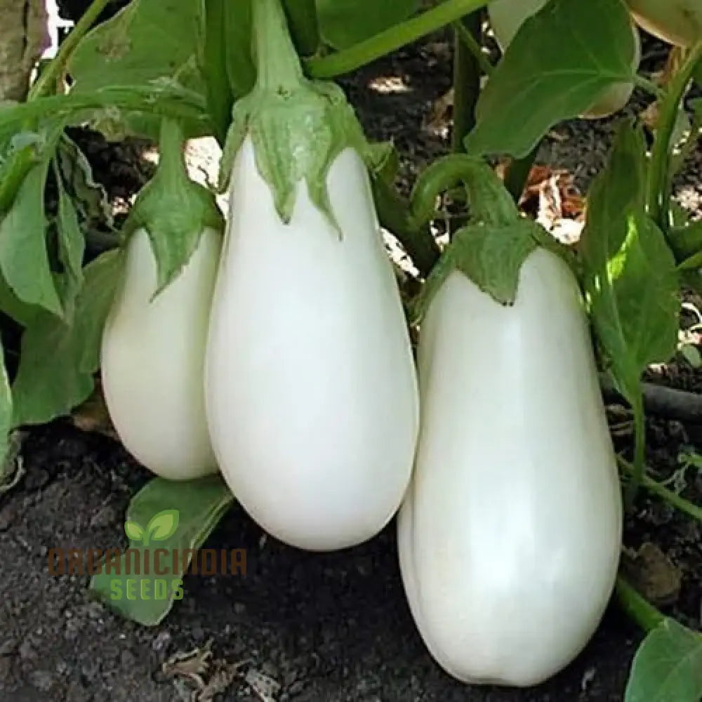 Brinjal F1 Hybrid White Vegetable Seeds - High-Yielding And Flavorful Eggplants