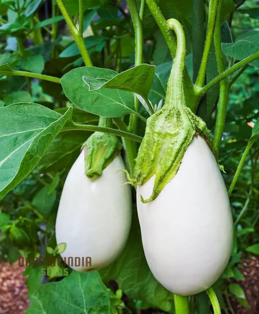 Brinjal F1 Hybrid White Vegetable Seeds - High-Yielding And Flavorful Eggplants