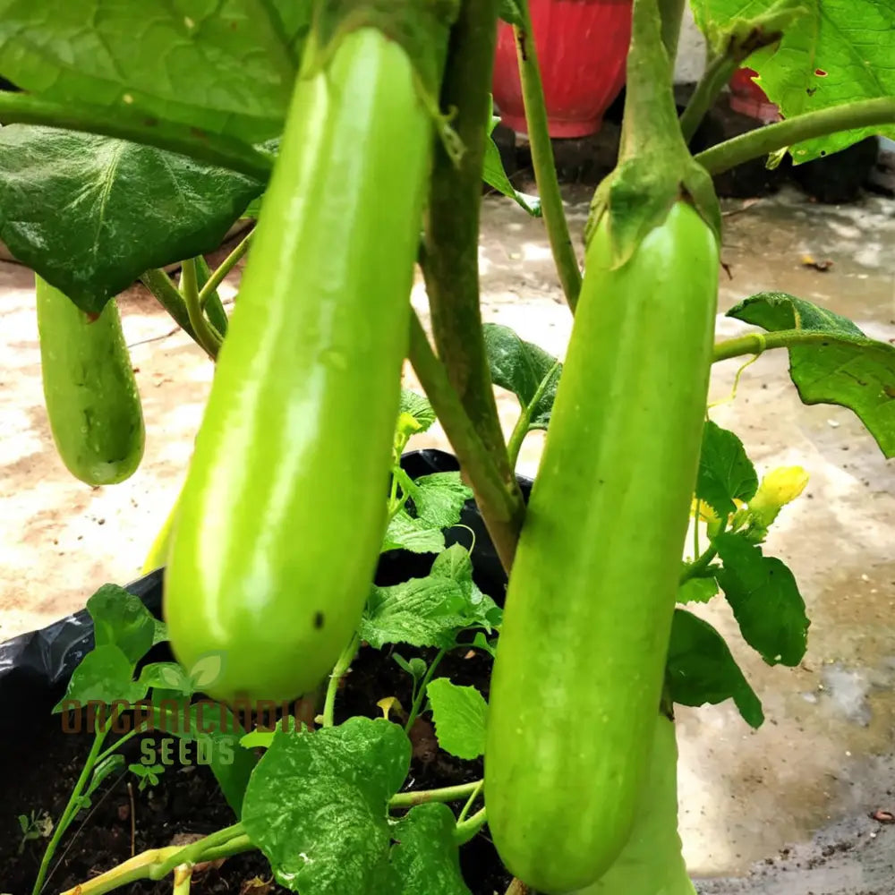 Brinjal Green Long Vegetable Seeds Comprehensive Planting And Gardening Guide For Producing