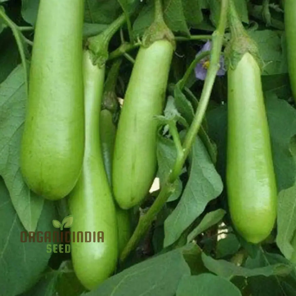 Brinjal Green Long Vegetable Seeds Comprehensive Planting And Gardening Guide For Producing