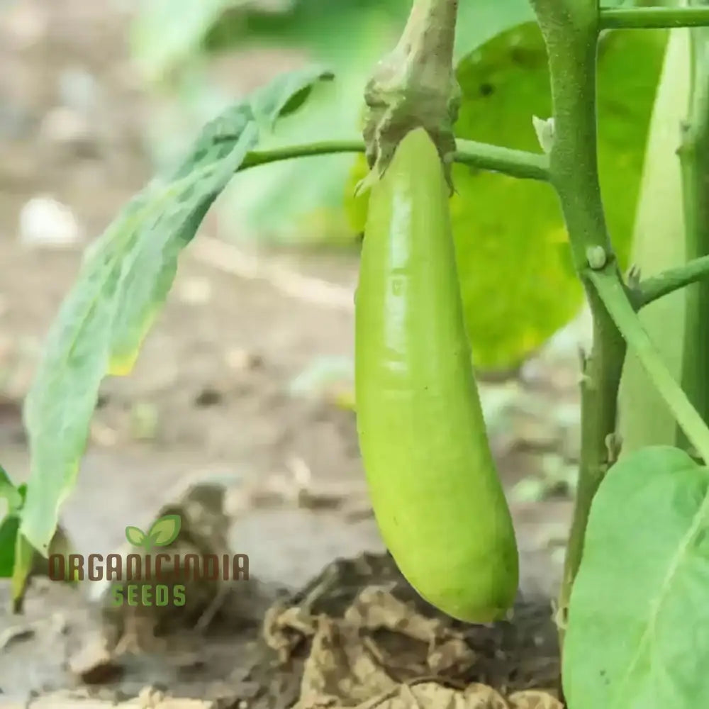 Brinjal Green Long Vegetable Seeds Comprehensive Planting And Gardening Guide For Producing