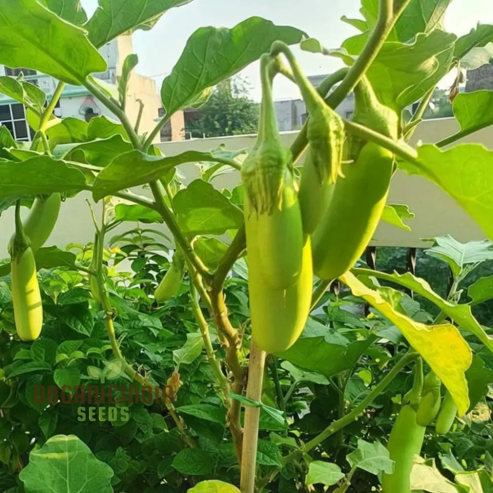 Brinjal Green Long Vegetable Seeds Comprehensive Planting And Gardening Guide For Producing