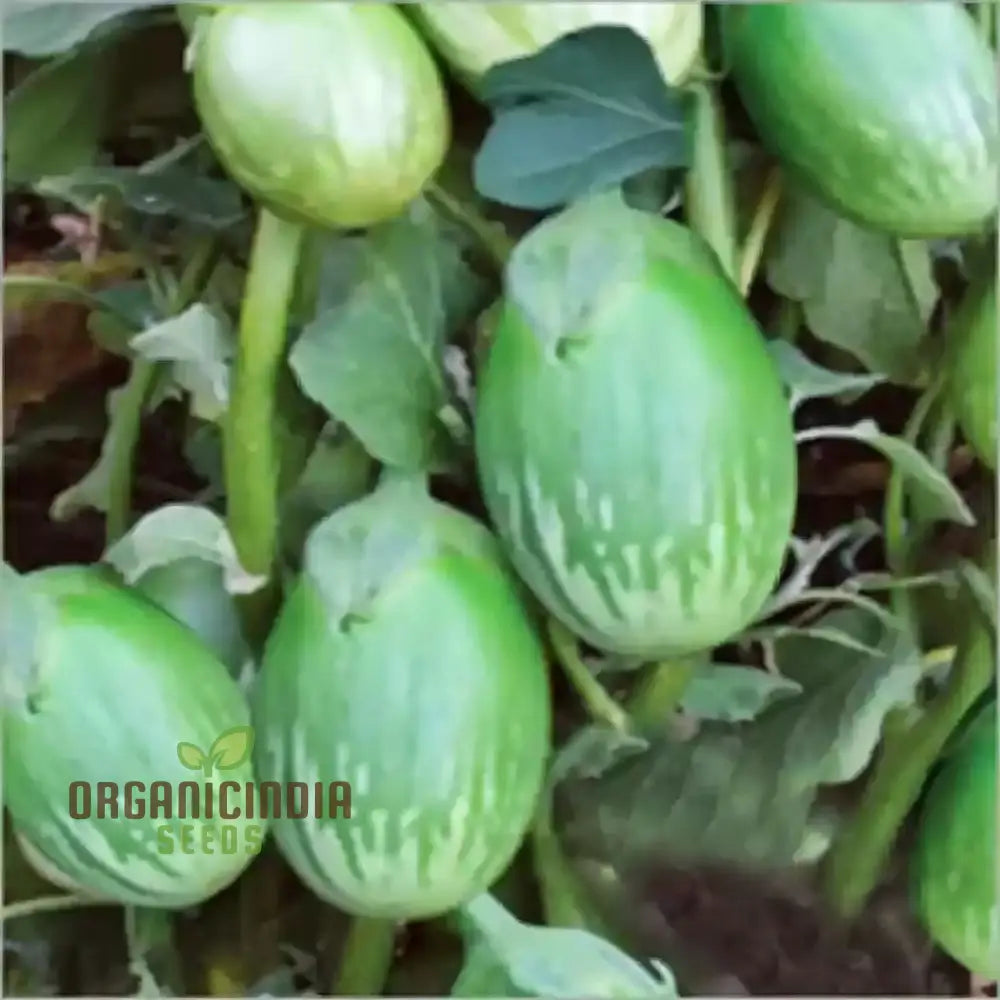 Brinjal Green Round Vegetable Seeds Heirloom Variety Prolific Yield Ideal For Home Gardening