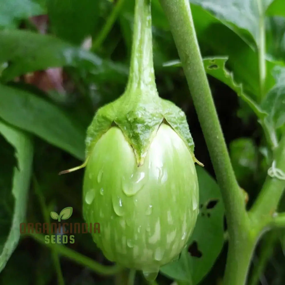 Brinjal Green Round Vegetable Seeds Heirloom Variety Prolific Yield Ideal For Home Gardening