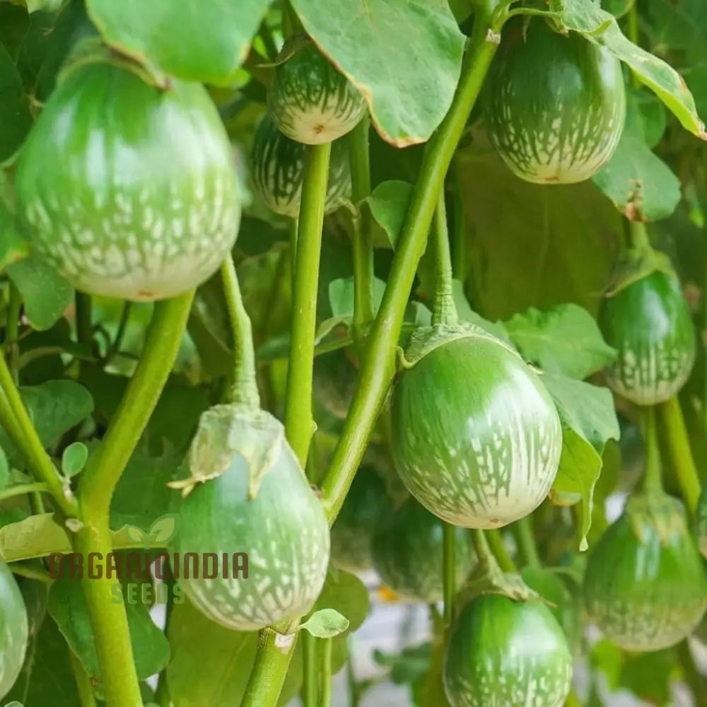 Brinjal Green Round Vegetable Seeds Heirloom Variety Prolific Yield Ideal For Home Gardening