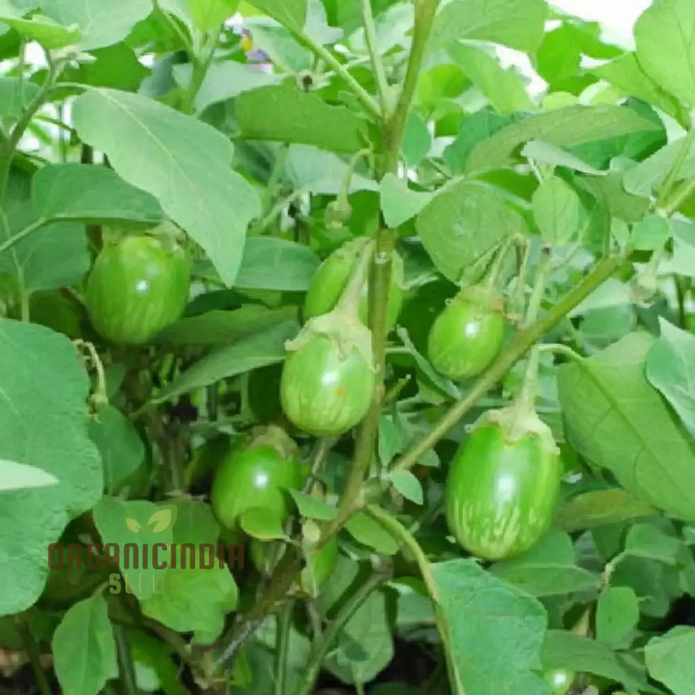 Brinjal Green Round Vegetable Seeds Heirloom Variety Prolific Yield Ideal For Home Gardening