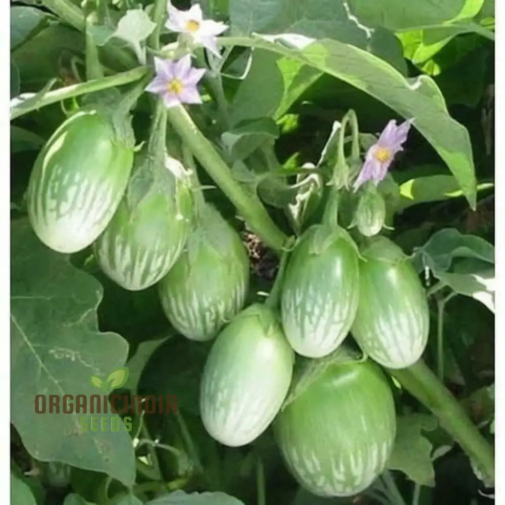 Brinjal Green Round Vegetable Seeds Heirloom Variety Prolific Yield Ideal For Home Gardening