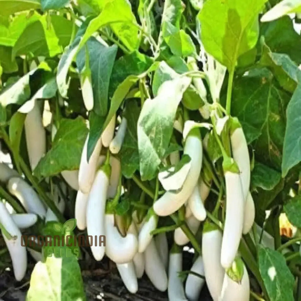 Brinjal White Long Hybrid Seeds – Elevate Your Gardening With High-Yield Deliciously Unique