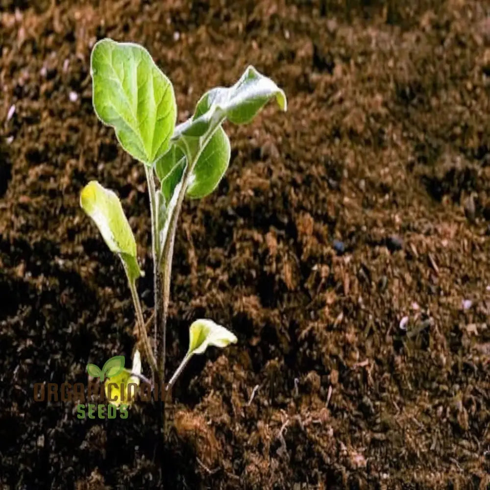 Brinjal White Long Hybrid Seeds – Elevate Your Gardening With High-Yield Deliciously Unique