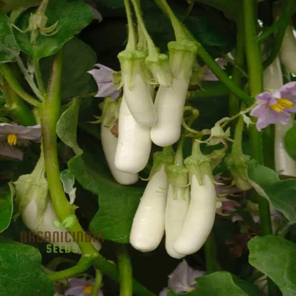 Brinjal White Long Hybrid Seeds – Elevate Your Gardening With High-Yield Deliciously Unique