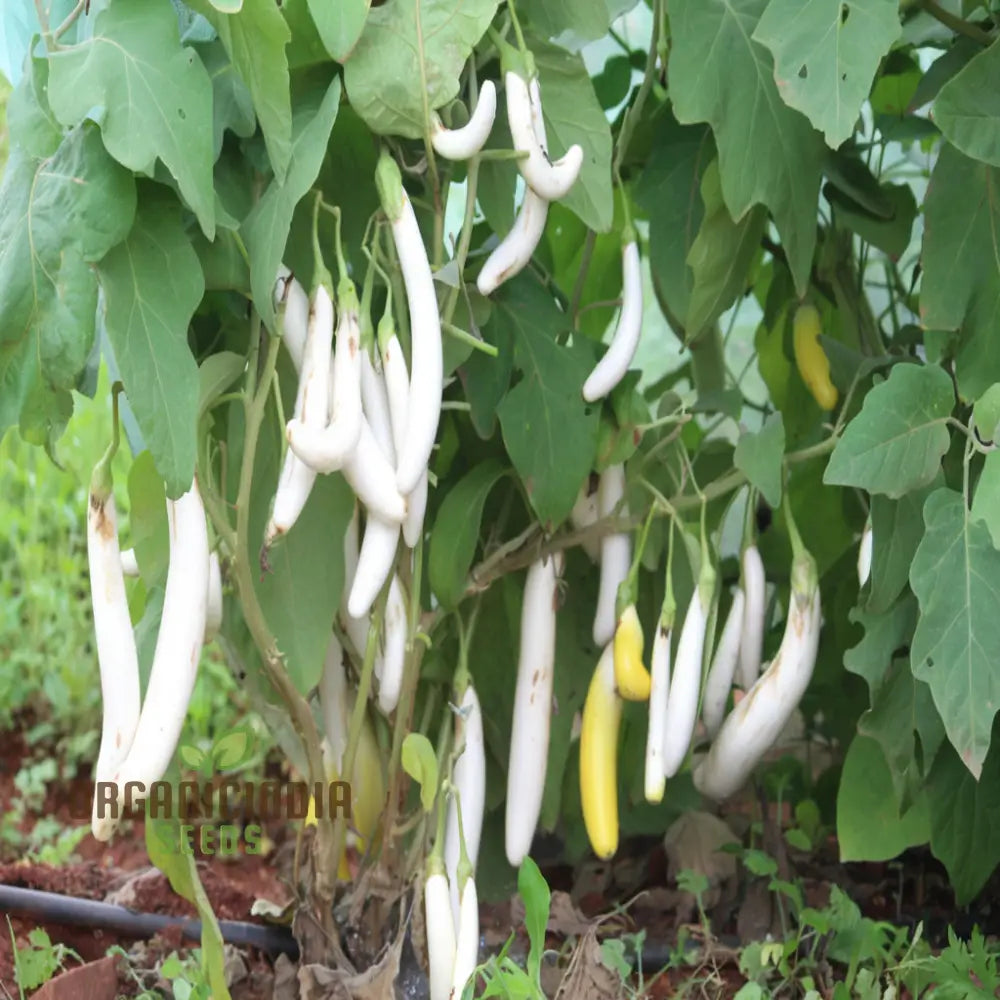 Brinjal White Long Hybrid Seeds – Elevate Your Gardening With High-Yield Deliciously Unique