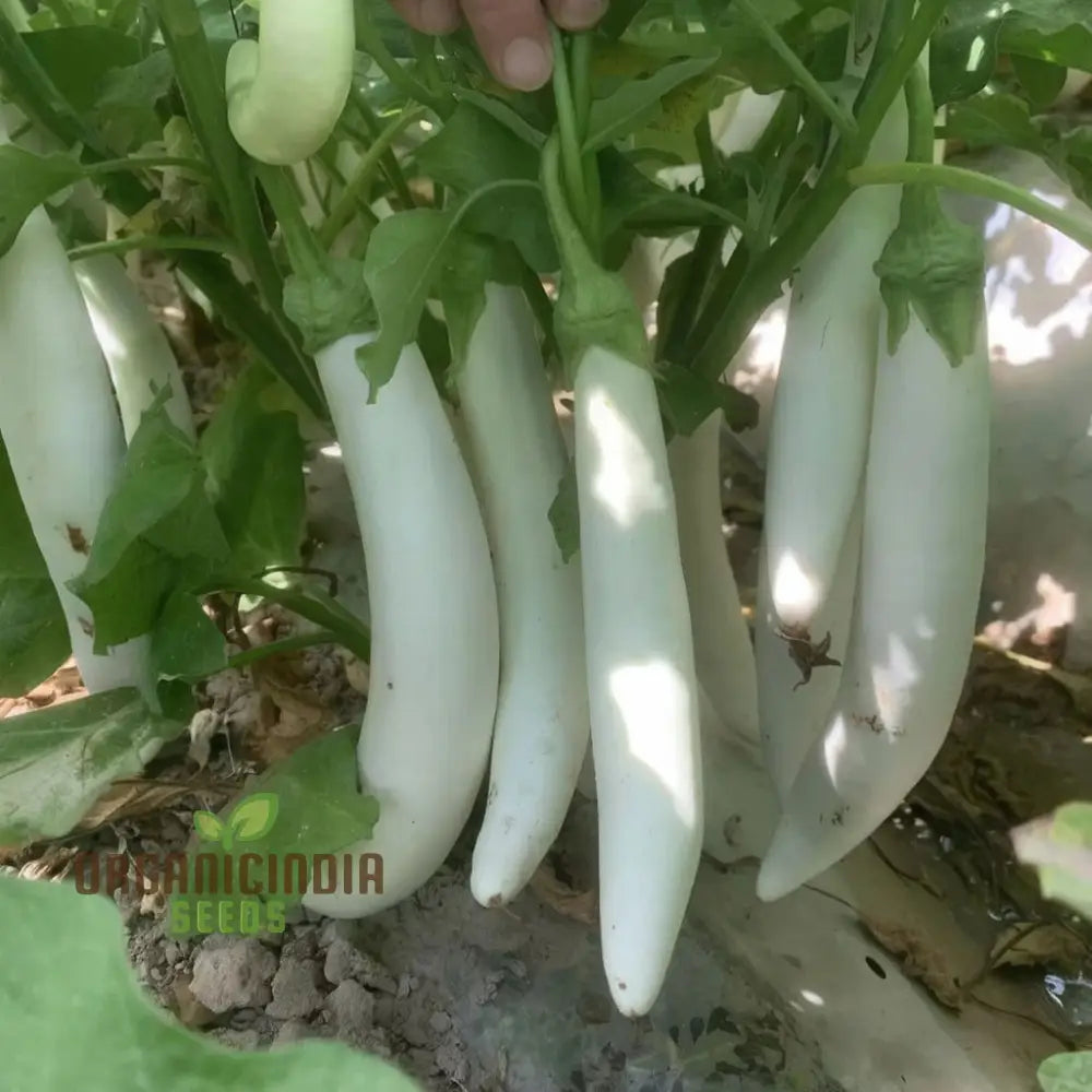 Brinjal White Long Hybrid Seeds – Elevate Your Gardening With High-Yield Deliciously Unique