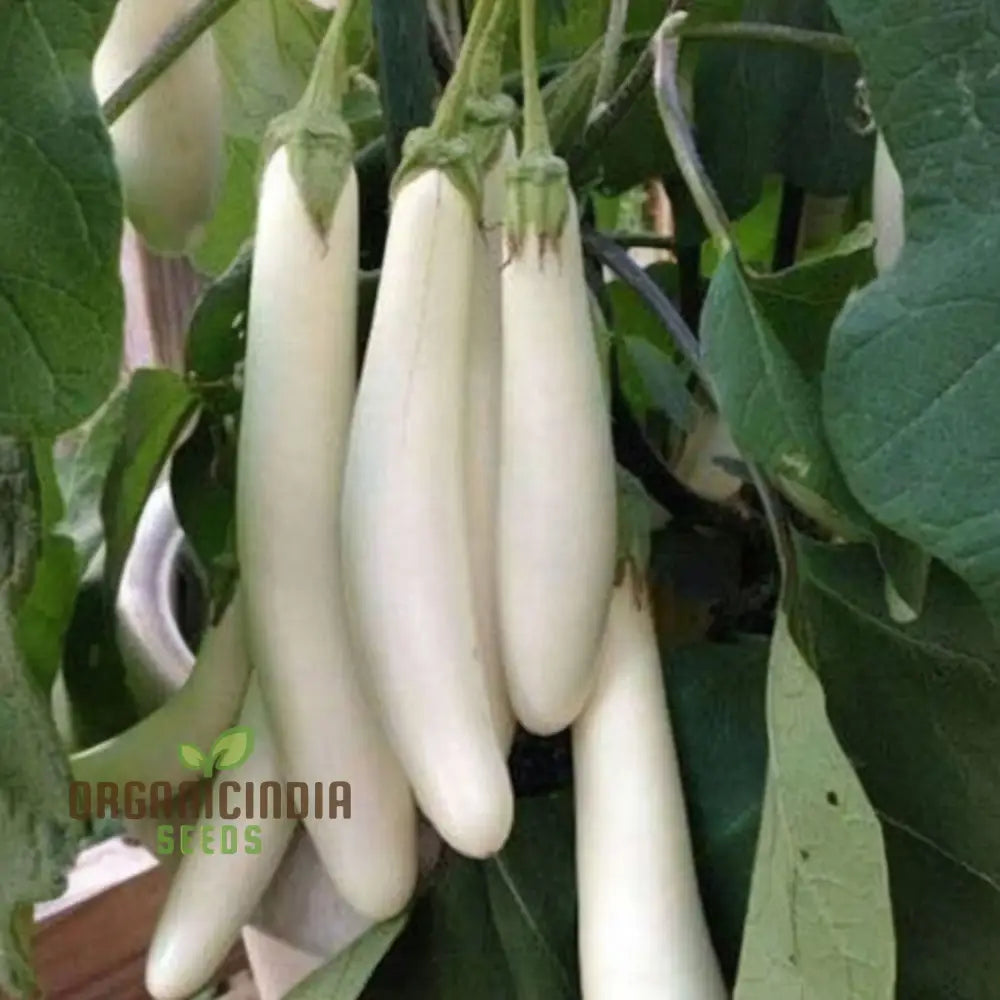 Brinjal White Long Hybrid Seeds – Elevate Your Gardening With High-Yield Deliciously Unique