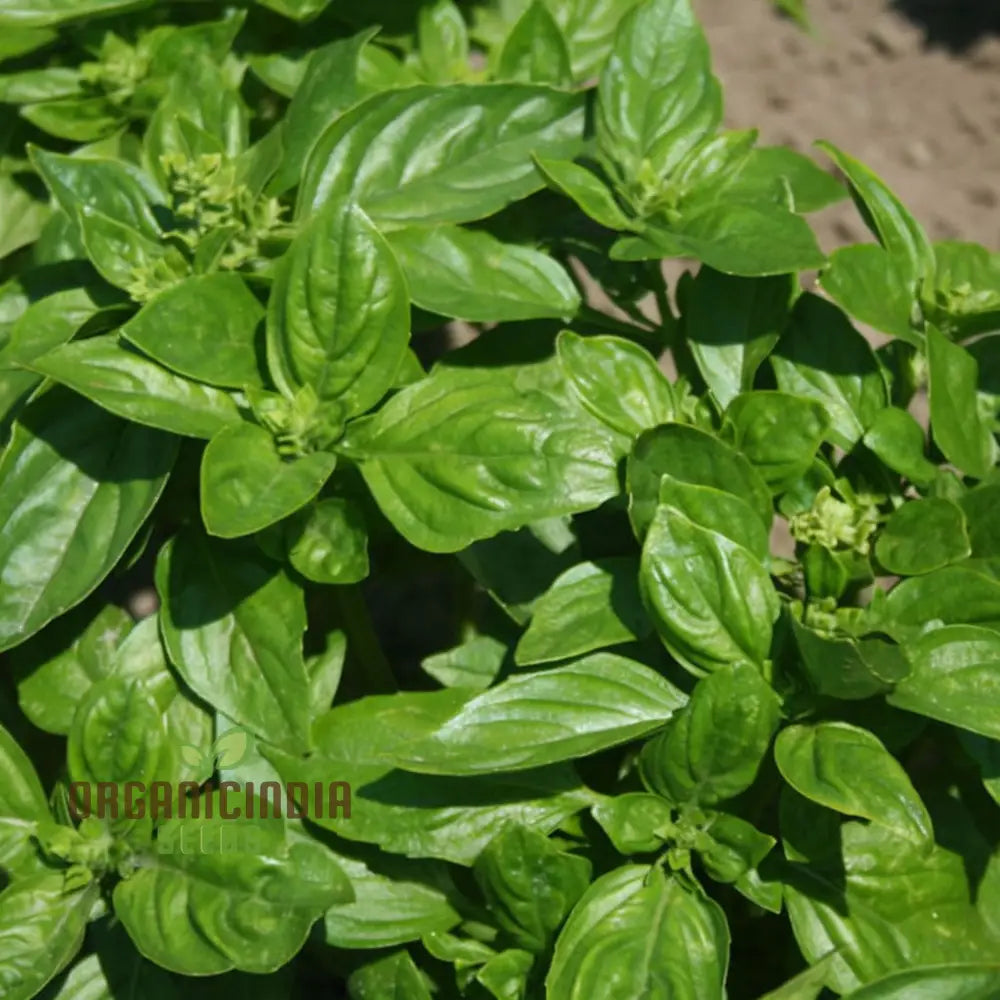 British Basil Seeds For Planting Premium Organic Fresh Culinary Herbs In Your Garden Herb