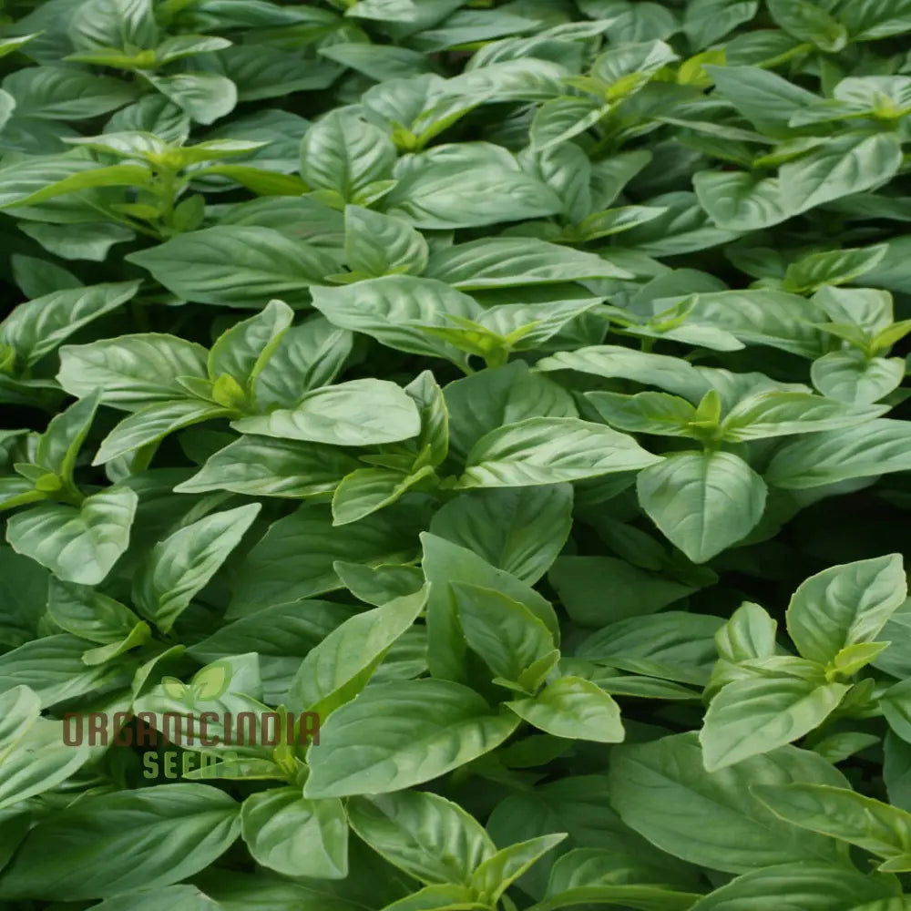 British Basil Seeds For Planting Premium Organic Fresh Culinary Herbs In Your Garden Herb