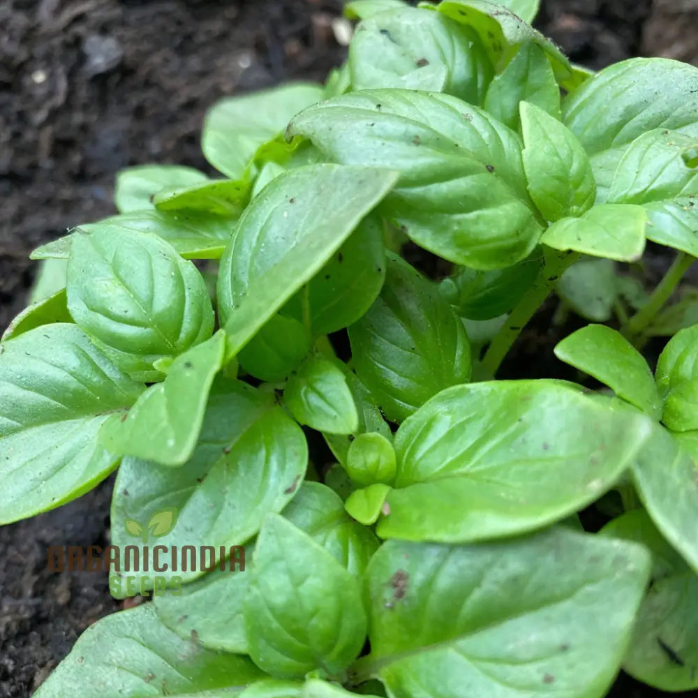 British Basil Seeds For Planting Premium Organic Fresh Culinary Herbs In Your Garden Herb