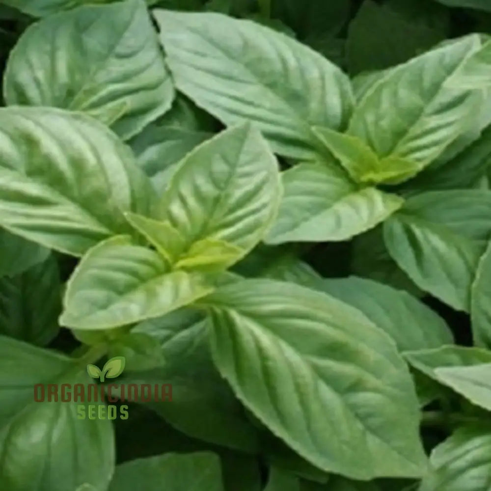 British Basil Seeds For Planting Premium Organic Fresh Culinary Herbs In Your Garden Herb