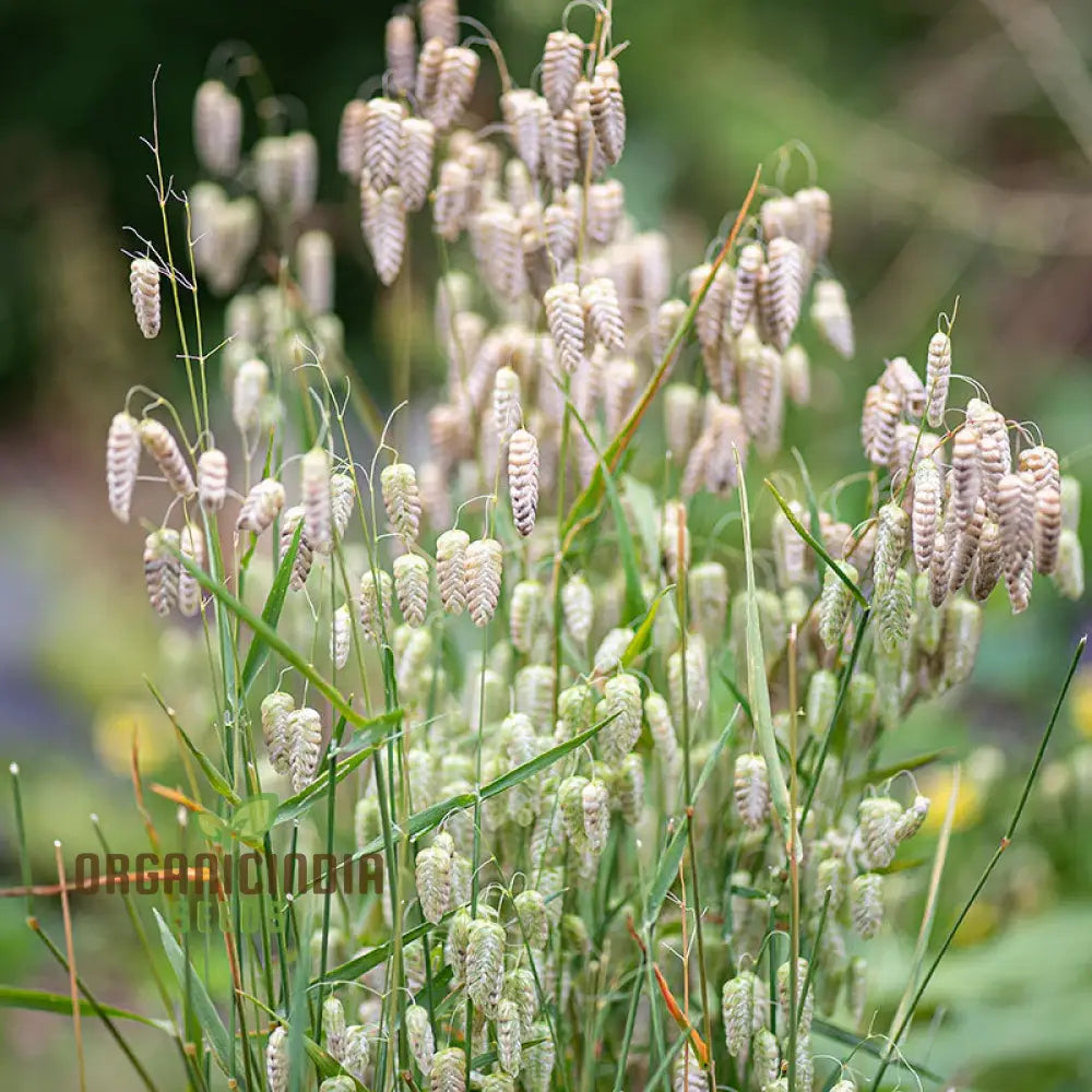 Briza Maxima (Quaking Grass) Flower Seeds For Planting Enchanting Ornamental Grass For Your Garden