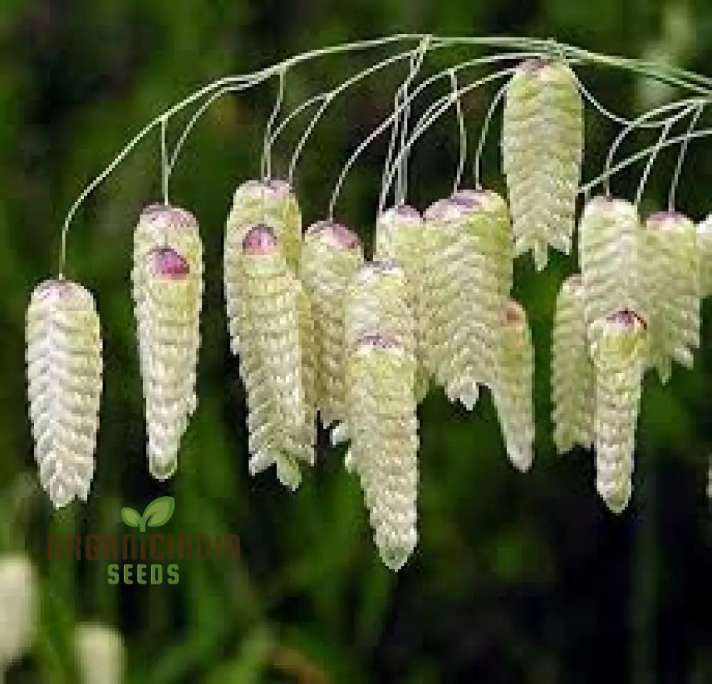 Briza Maxima (Quaking Grass) Flower Seeds For Planting Enchanting Ornamental Grass For Your Garden