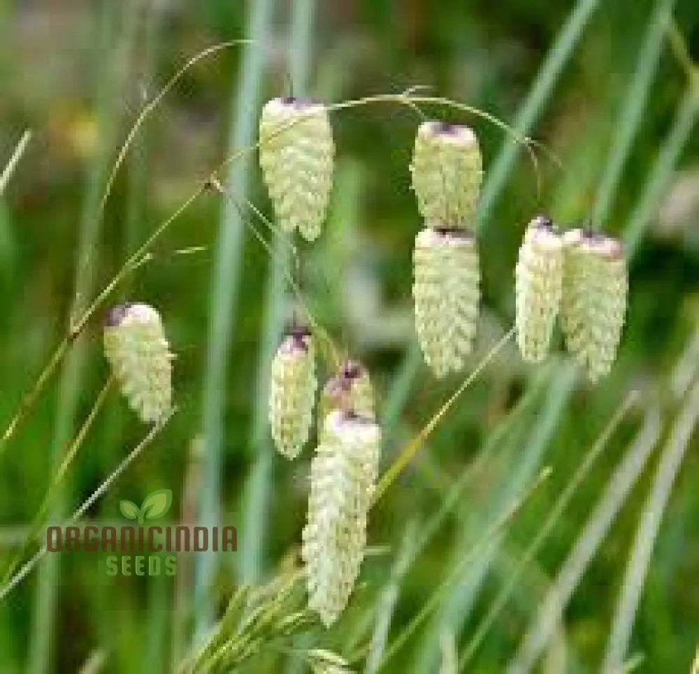 Briza Maxima (Quaking Grass) Flower Seeds For Planting Enchanting Ornamental Grass For Your Garden