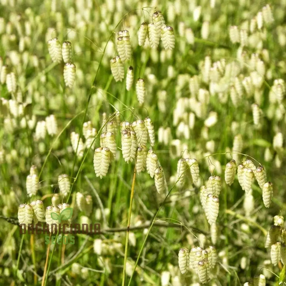 Briza Maxima (Quaking Grass) Flower Seeds For Planting Enchanting Ornamental Grass For Your Garden