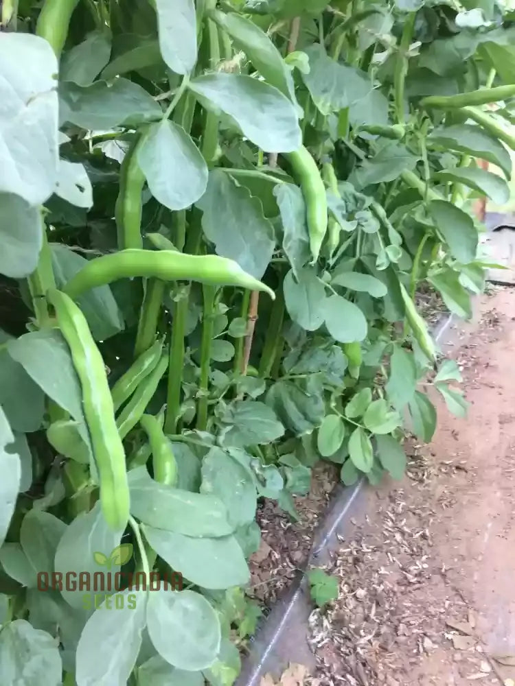 Broad Bean Karmazyn Vegetable Seeds For Planting Premium Quality Home Gardening