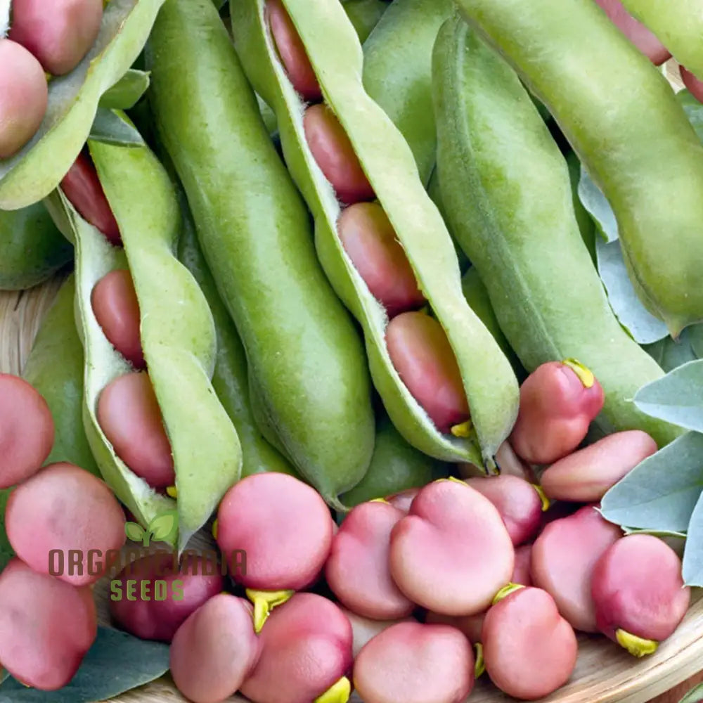 Broad Bean Karmazyn Vegetable Seeds For Planting Premium Quality Home Gardening