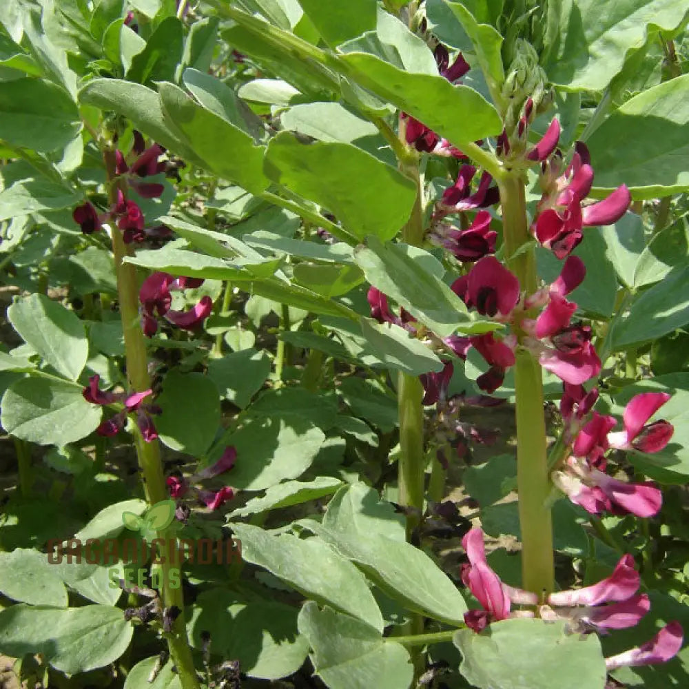 Broad Bean Karmazyn Vegetable Seeds For Planting Premium Quality Home Gardening